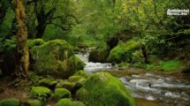 Bosque de Morelos pierde más de 4 mil hectáreas en cinco años