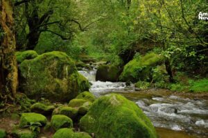 Bosque de Morelos pierde más de 4 mil hectáreas en cinco años