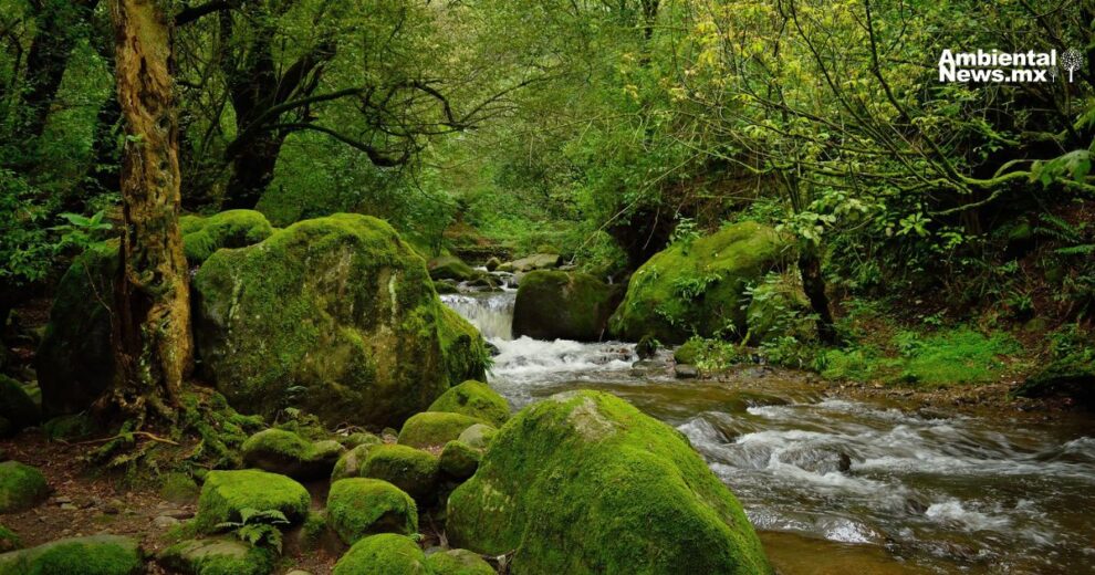 Bosque de Morelos pierde más de 4 mil hectáreas en cinco años