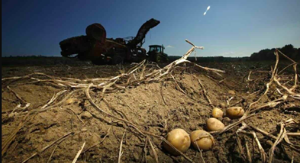 Científicos crean papa resistente al tizón tardío para enfrentar el cambio climático