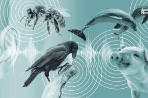 Científicos crean una IA que traduce los sentimientos de los animales