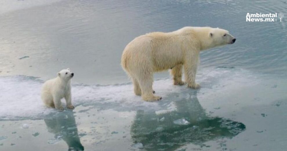El cambio climático amenaza la supervivencia de los osos polares 10 Dominica La isla que desafia al cambio climatico 1
