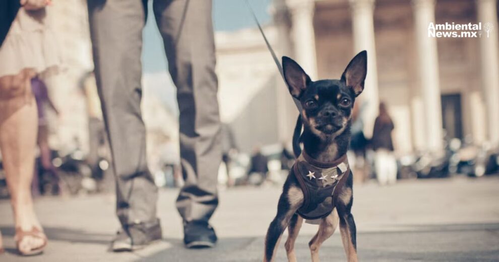 Estrasburgo hace historia con los derechos de los animales 11 Estrasburgo hace historia con los derechos de los animales