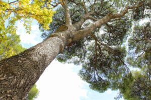 WEB AN Contaminacion atmosferica causa enfermedades mortiferas 1 3