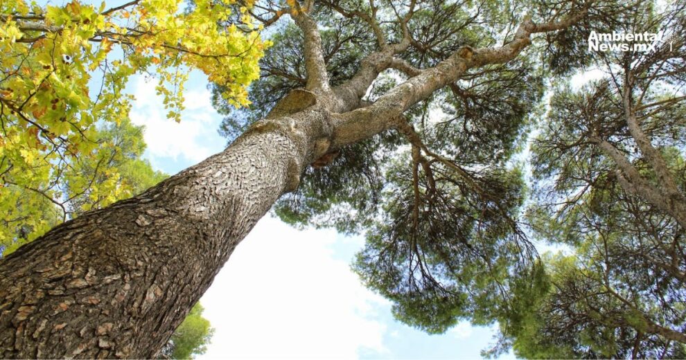 WEB AN Contaminacion atmosferica causa enfermedades mortiferas 1 3