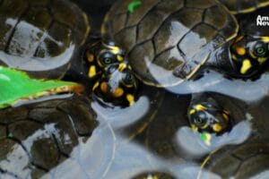 Comunidad amazónica se une para salvar tortugas marinas