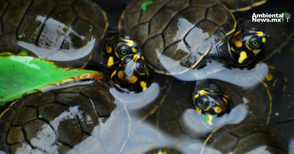 Comunidad amazónica se une para salvar tortugas marinas