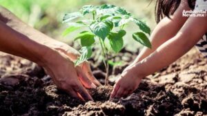 GoodWe lanza un ambicioso proyecto global de reforestación para combatir el cambio climático