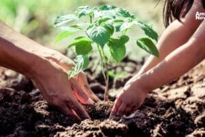 GoodWe lanza un ambicioso proyecto global de reforestación para combatir el cambio climático