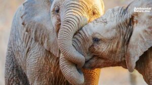 Unidos para sobrevivir: amor animal