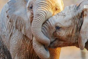 Unidos para sobrevivir: amor animal