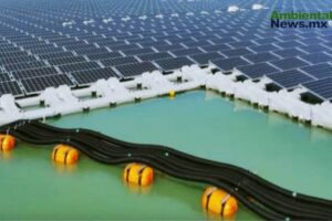 WEB AN Esterilizacion de perros y gatos en la UNAM a precios accesibles