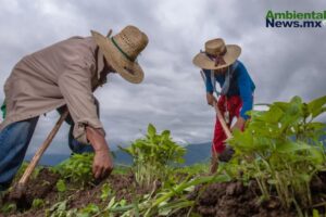 WEB AN Esterilizacion de perros y gatos en la UNAM a precios accesibles 1