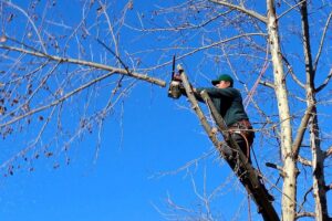Dirección General del Medio Ambiente promueve el uso responsable de especies arbóreas en Torreón 
