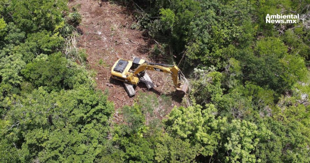 Buscan frenar la deforestación en Quintana Roo  11 Yaax 1