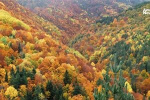 Bosques en transformación: ¿El cambio climático redefiniendo el paisaje de España?