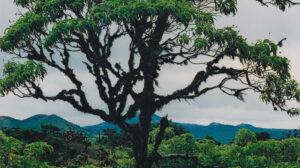 Hallazgo en Galápagos! 16 plantas raras descubiertas tras 30 años