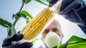 Protección de maíces nativos en México: la reforma que prohíbe el maíz transgénico y sus consecuencias