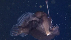 Una especie marina nada desde las profundidades: ¿que significa este avistamiento?