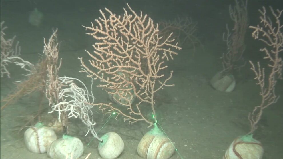 Corales y gorgonias rescatadas: Ciencia y pesca unen fuerzas para salvar el mar 11 oceano