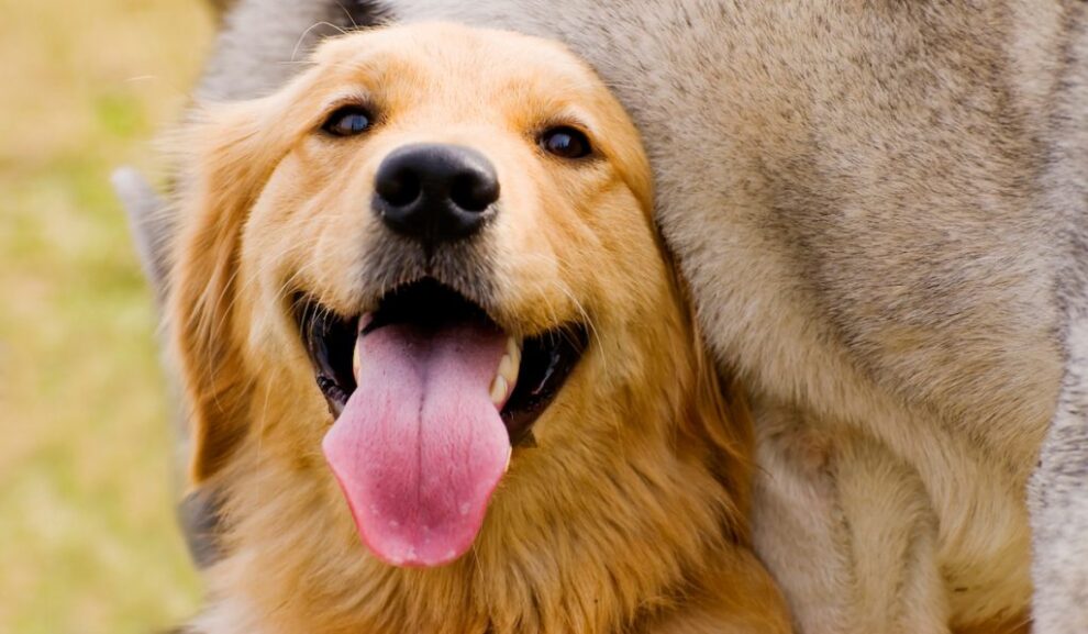 CURP para mascotas: Un registro obligatorio en CDMX para 2025 11 CURP para mascotas: Un registro obligatorio en CDMX para 2025