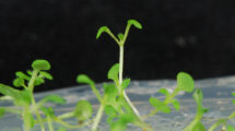 Investigadores argentinos descubren un mecanismo clave para la regeneración de plantas