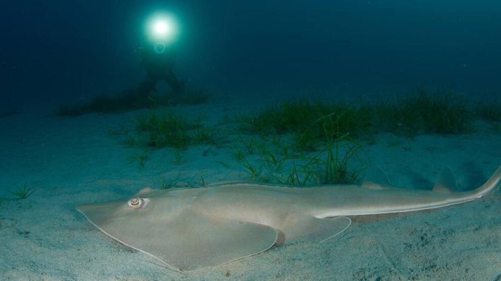 El Oceanogràfic lidera la conservación del pez guitarra 11 El Oceanogràfic de Valencia ha celebrado el nacimiento de un pez guitarra, también conocido como “Glaucostegus Cemiculus”, una especie clasificada