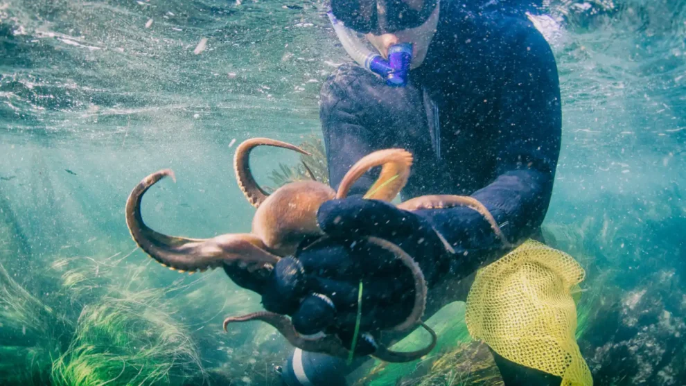 Pulpos en cautiverio: una condena al sufrimiento