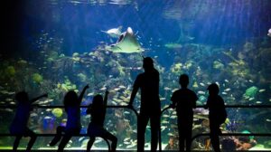 ¡Conviértete en voluntario del Aquarium de Veracruz y cuida la vida marina!