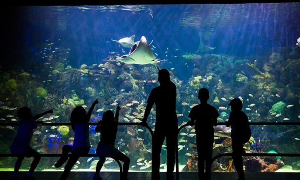 ¡Conviértete en voluntario del Aquarium de Veracruz y cuida la vida marina! 7 ¡Conviértete en voluntario del Aquarium de Veracruz y cuida la vida marina!