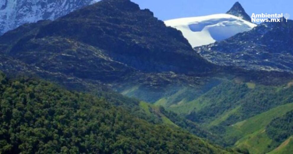 Caficultores de la Sierra Nevada de Santa Marta lideran la restauracion de bosques afectados por cultivos ilicitos