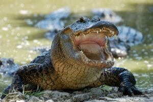 Cocodrilos al límite: ¿Sobrevivirán al calor extremo del cambio climático?