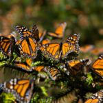 Mariposas Monarca: Aumento histórico, pero el clima sigue siendo una amenaza