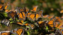 Mariposas Monarca: Aumento histórico, pero el clima sigue siendo una amenaza