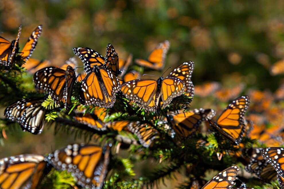 Mariposas Monarca: Aumento histórico, pero el clima sigue siendo una amenaza