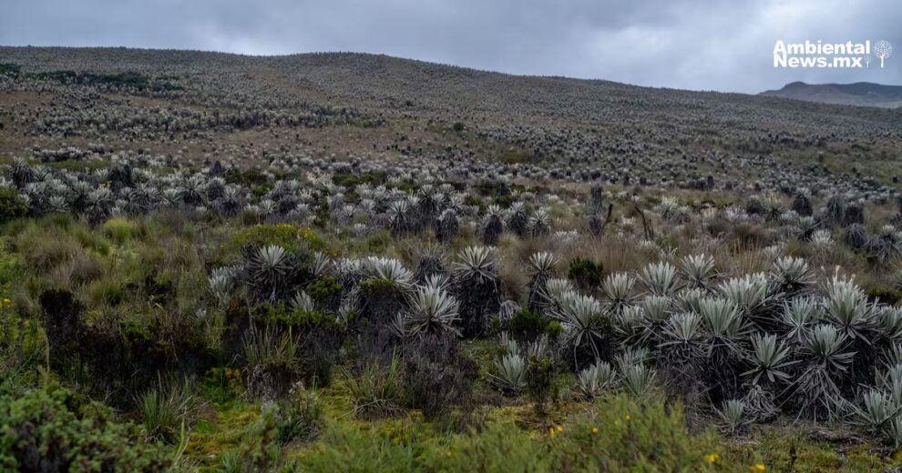 Innovador seguro contra incendios para proteger los páramos de Colombia 11 Innovador seguro contra incendios para proteger los páramos de Colombia