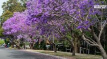 Jacarandas y clima el sorprendente pronostico natural que revela los efectos del cambio climatico