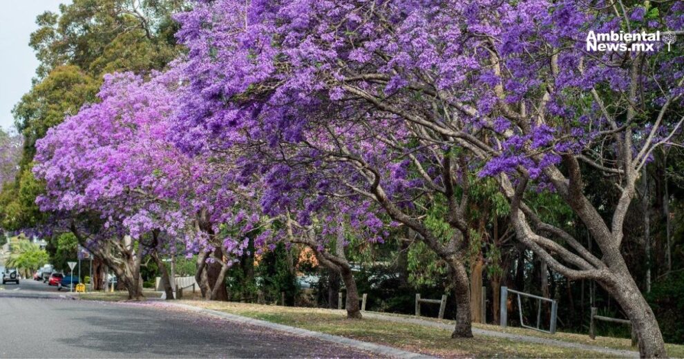 Jacarandas y clima: el sorprendente pronóstico natural que revela los efectos del cambio climático  11 Jacarandas y clima el sorprendente pronostico natural que revela los efectos del cambio climatico