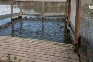 Liberan 20 nuevos ejemplares de cerceta pardilla en Elche para su conservacion