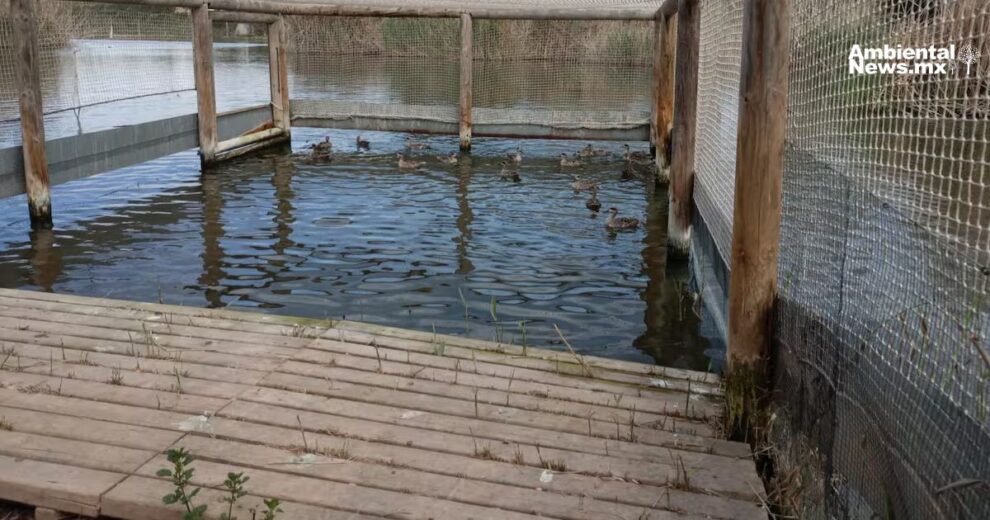 Liberan 20 nuevos ejemplares de cerceta pardilla en Elche para su conservacion