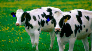 Estiércol a energía: la revolución sostenible de Japón