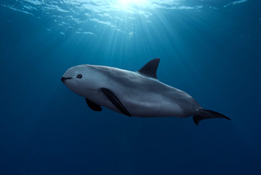 Pesca ilegal: La última amenaza para la vaquita marina y la Totoaba