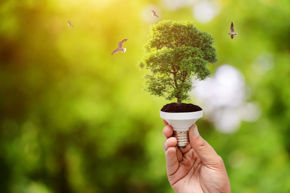 España invertirá 297,3 M€ en energía limpia 11 arbolito