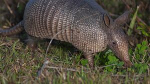 “La Siempre Viva” lidera iniciativas de protección de ecosistemas