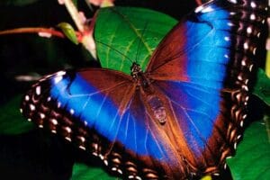 Estudio desafía teorías previas sobre la pigmentación en mariposas