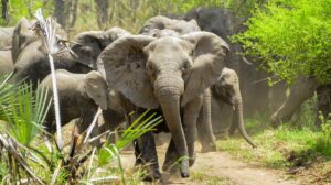 La elefanta Pupy se prepara para dejar el Ecoparque tras 30 años en cautiverio