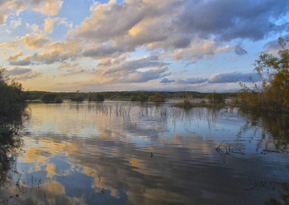Alicante renace: Juntos recuperamos la naturaleza, un árbol a la vez