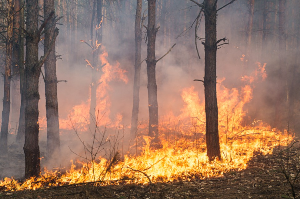 Incendios forestales consumen cerca de 15,000 hectáreas en Chile   11 incendio 1