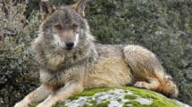 El lobo bajo amenaza: El debate sobre su protección en Asturias