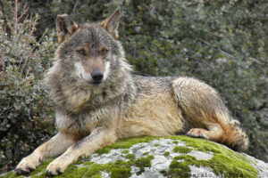 El lobo bajo amenaza: El debate sobre su protección en Asturias